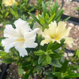 Mimulus bifidus 'White' (1 qt) | White Monkey Flower (1 qt)