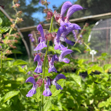 Load image into Gallery viewer, Salvia miltiorrhiza (1 qt) | Danshen, Red Root Sage (1 qt)