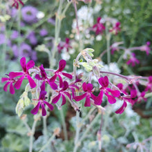 Load image into Gallery viewer, Pelargonium sidoides (4") | South African Geranium (4")