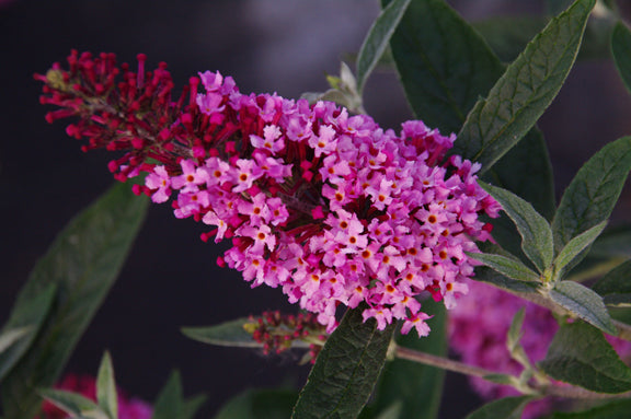 Buddleia davidii 'Buzz Soft Pink' (1 qt) | Soft Pink Dwarf Butterfly Bush (1 qt)