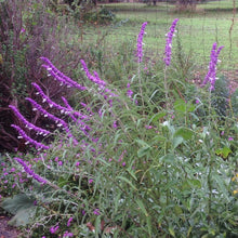 Load image into Gallery viewer, Salvia leucantha (1 qt) | Mexican Bush Sage (1 qt)