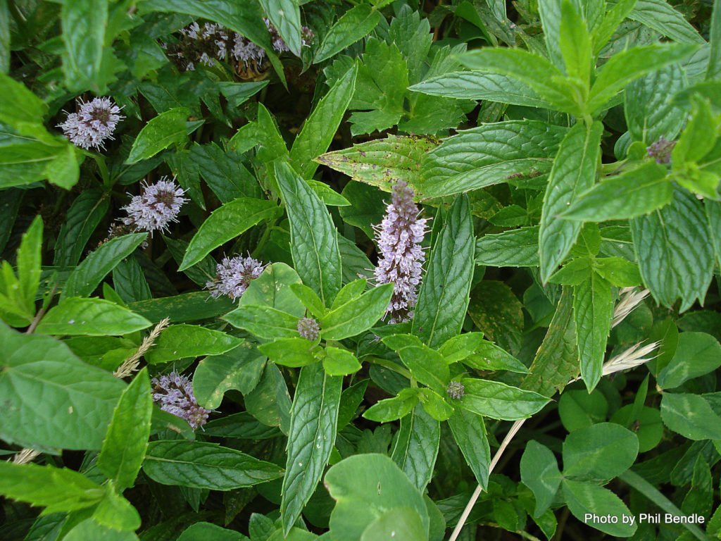 Mentha spicata 'Spanish' Spanish Mint Morningsun Herb Farm