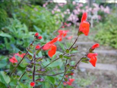Salvia blepharophylla (1 qt) | Eyelash Sage (1 qt)