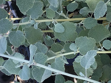 Load image into Gallery viewer, Malacothamnus fasciculatus (1 qt) | Chaparral Mallow (1 qt)
