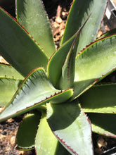Load image into Gallery viewer, Agave x attenuata &#39;Blue Glow&#39; (1 qt) | Blue Glow Agave (1 qt)
