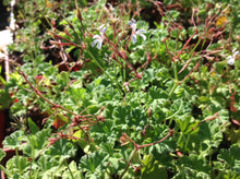 Load image into Gallery viewer, Pelargonium x fragrans 'Nutmeg' (4") | Nutmeg Scented Geranium (4")