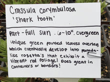 Load image into Gallery viewer, Crassula corymbulosa &#39;Shark&#39;s Tooth&#39; | Red Pagoda Crassula
