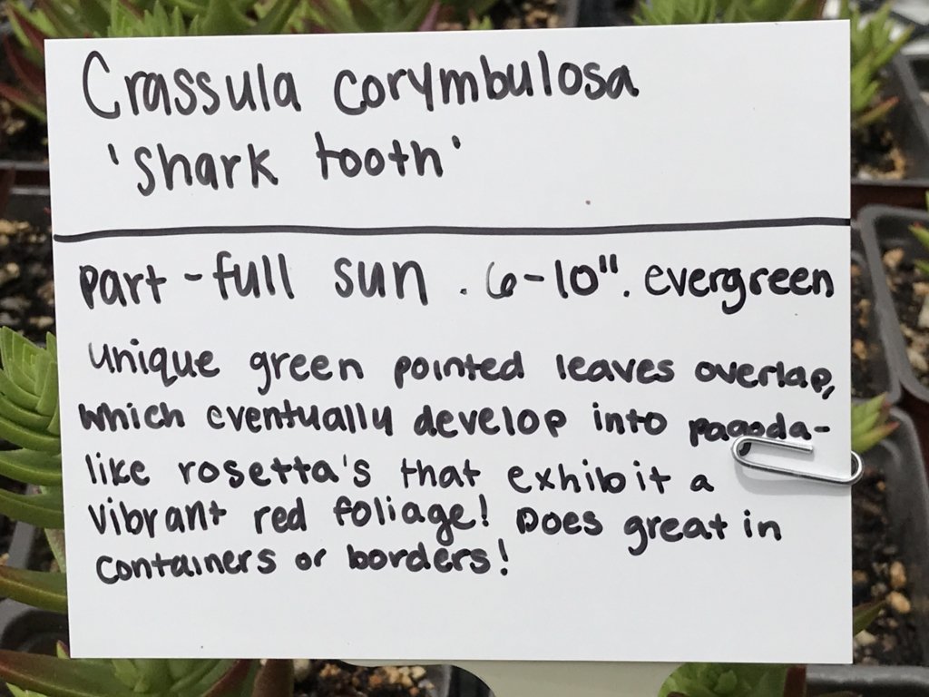 Crassula corymbulosa 'Shark's Tooth' (4