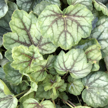 Load image into Gallery viewer, Heuchera 'Green Spice' (1 qt) |  Green Spice Coral Bells (1 qt)