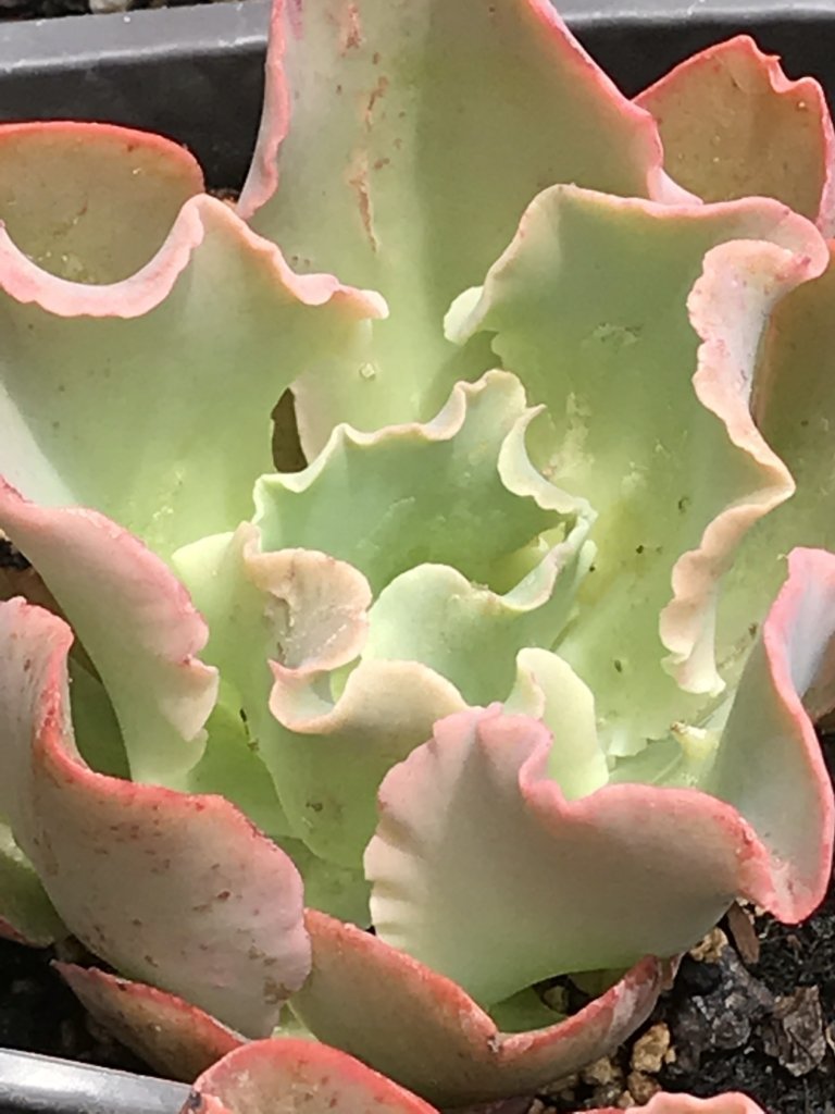 succulent blue giant Echeveria 'Giant Blue' (4")