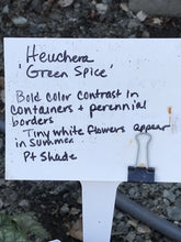 Load image into Gallery viewer, Heuchera 'Green Spice' (1 qt) |  Green Spice Coral Bells (1 qt)