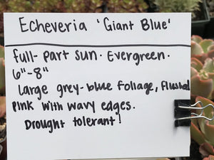 Echeveria 'Giant Blue' | Giant Blue Echeveria