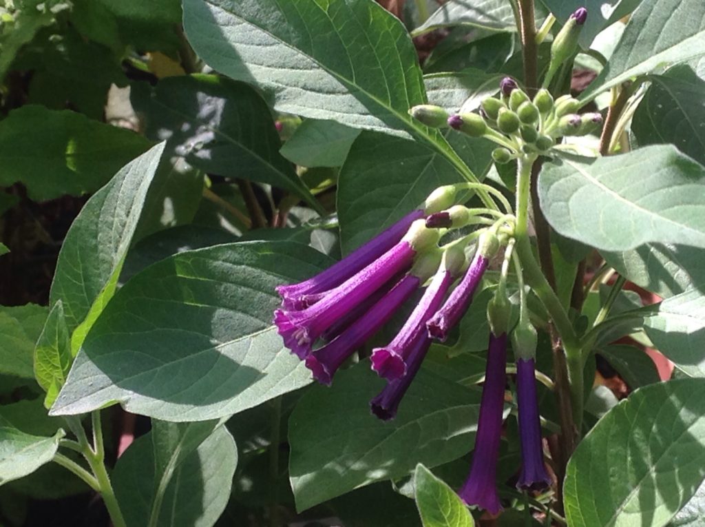 Iochroma 'Royal Queen Purple' (1 qt) Violet Tubeflower (1 qt