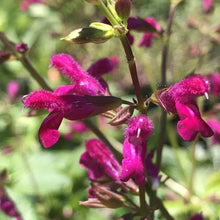 Load image into Gallery viewer, Salvia chiapensis (1 qt) | Chiapas Sage (1 qt)