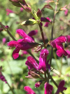 Salvia chiapensis (1 qt) | Chiapas Sage (1 qt)