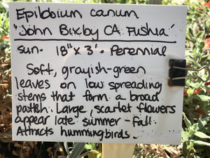 Epilobium canum 'John Bixby' (1 qt) | John Bixby California Fuchsia (1 qt)