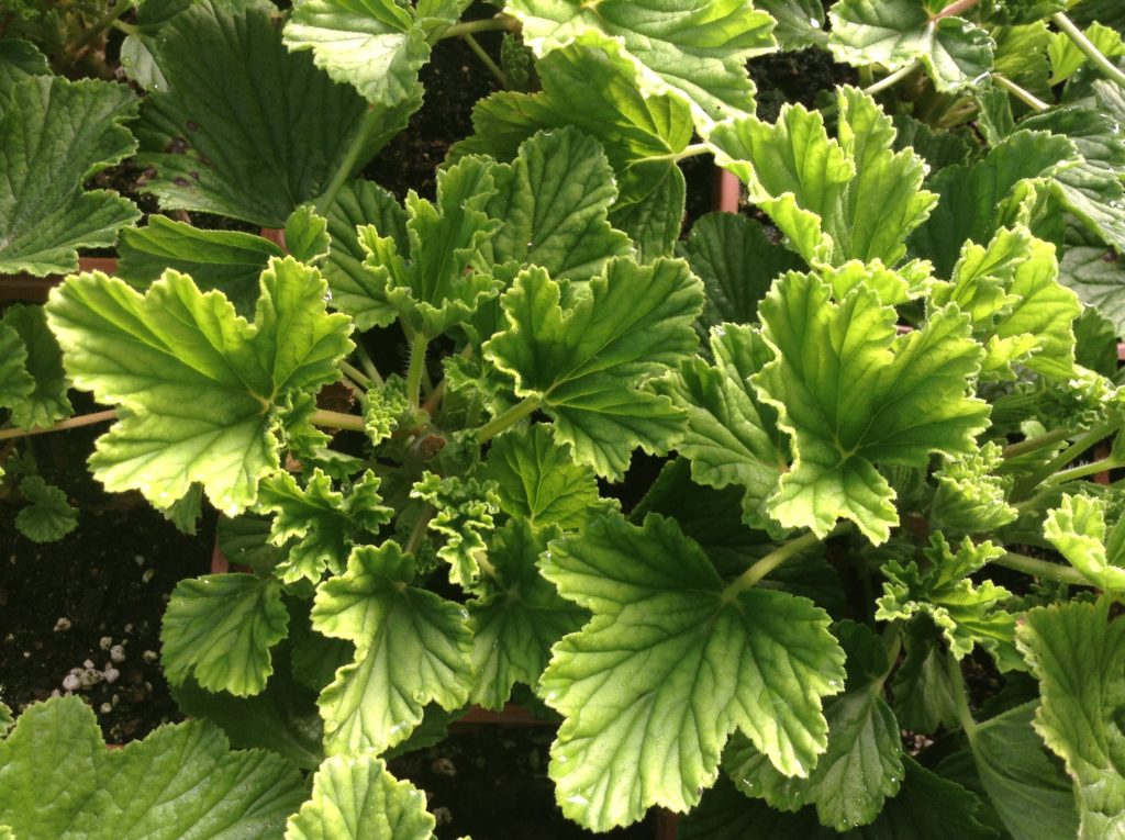 Pelargonium odoratissimum 'Lemon Fizz' Lemon Fizz Scented Geranium
