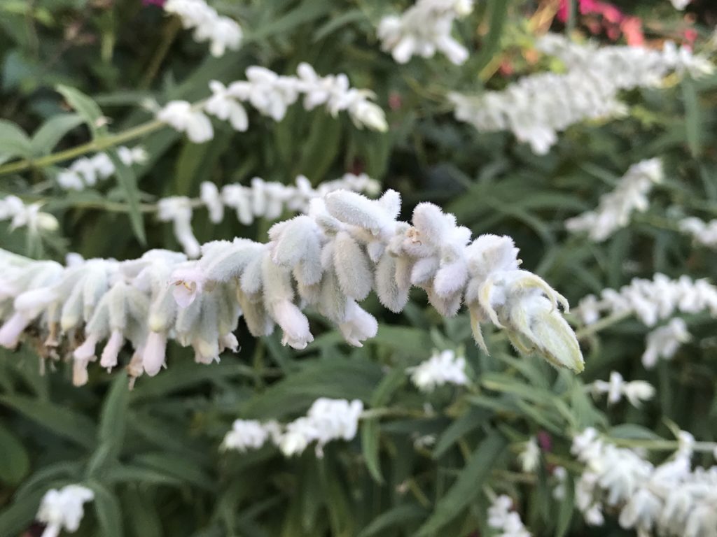 Salvia leucantha 'White Mischief' (1 qt) | White Mischief Mexican Bush Sage  (1 qt)