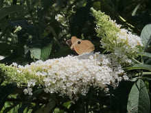 Load image into Gallery viewer, Buddleia davidii &#39;White Bouquet&#39; (1 qt) | White Bouquet Butterfly Bush (1 qt)
