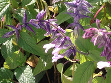Load image into Gallery viewer, Salvia 'Waverly' (1 qt) | Waverly Sage (1 qt)