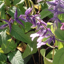 Load image into Gallery viewer, Salvia 'Waverly' (1 qt) | Waverly Sage (1 qt)