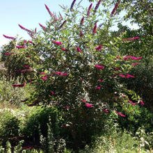 Load image into Gallery viewer, Buddleia davidii 'Cran-Razz' (1 qt) | Cran-Razz Butterfly Bush (1 qt)