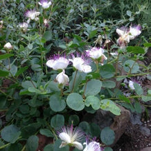 Load image into Gallery viewer, Capparis spinosa var inermis (4") | Spineless Caper Bush (4")