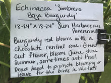 Load image into Gallery viewer, Echinacea x hybrida &#39;Sombrero Baja Burgundy&#39; (1 qt) | Burgundy Coneflower (1 qt)
