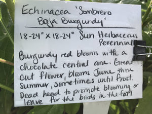 Echinacea x hybrida 'Sombrero Baja Burgundy' (1 qt) | Burgundy Coneflower (1 qt)