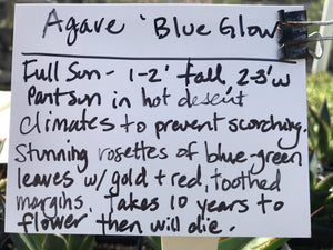 Agave x attenuata 'Blue Glow' (1 qt) | Blue Glow Agave (1 qt)