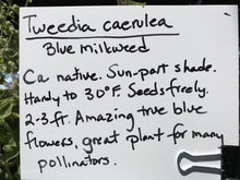 Load image into Gallery viewer, Oxypetalum coeruleum (1 qt) | Tweedia, Blue Milkweed (1 qt)