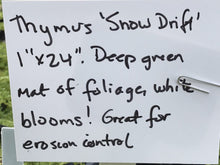 Load image into Gallery viewer, Thymus serpyllum &#39;Snowdrift&#39; | Snowdrift White English Thyme
