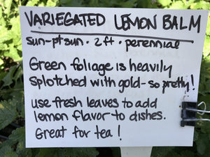 Melissa officinalis 'Aurea' (info) | Variegated Lemon Balm (info)