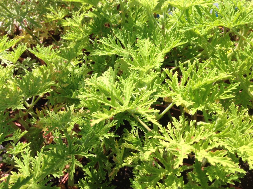 Pelargonium 'Lara Bounty' Lara Bounty Scented Geranium Morningsun