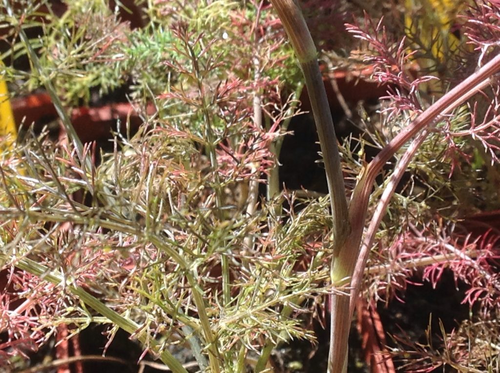 Foeniculum vulgare 'Purpureum' (3