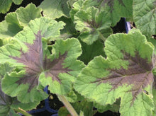 Load image into Gallery viewer, Pelargonium quercifolium 'Chocolate Mint' (4") | Chocolate Mint Scented Geranium (4")