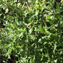 Load image into Gallery viewer, Baccharis pilularis 'Twin Peaks' (1 qt) | Dwarf Coyote Brush (1 qt)