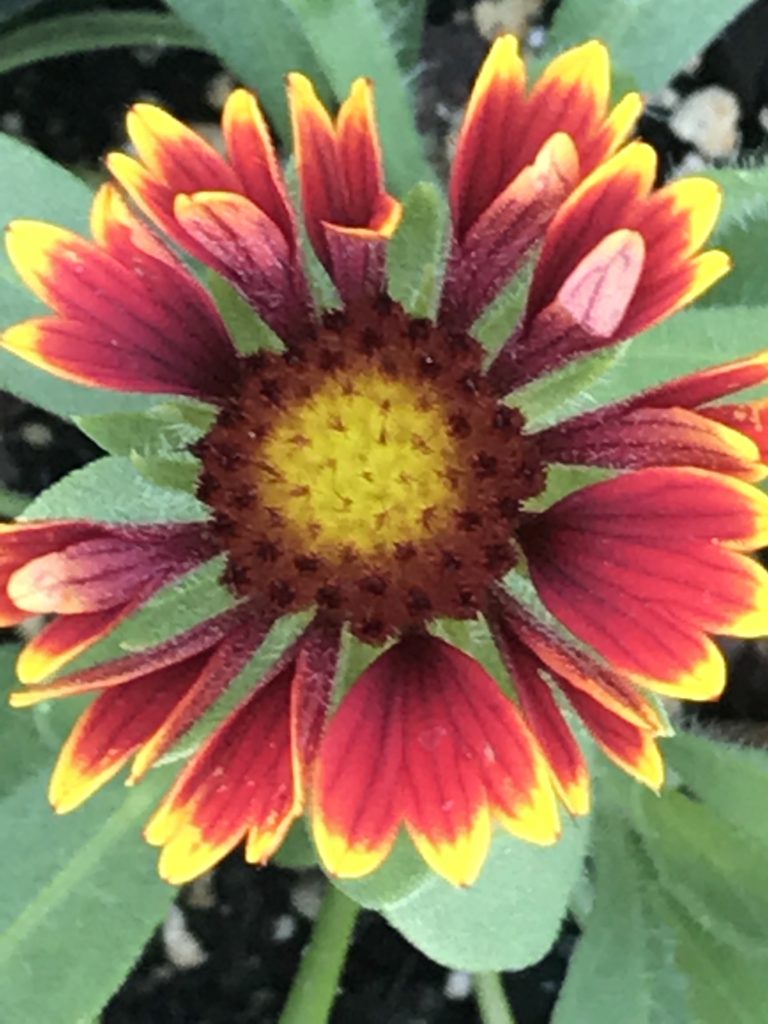 Gaillardia aristata SpinTop 'Orange Halo' (1 qt) Blanket Flower (1 q
