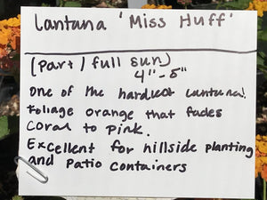Lantana camara 'Miss Huff' | Miss Huff Hardy Lantana