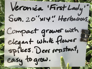 Veronica longifolia 'First Lady' (1 qt) | First Lady Speedwell (1 qt)