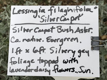 Load image into Gallery viewer, Lessingia filaginifolia ‘Silver Carpet’ (1 qt) | Silver Carpet Aster (1 qt)

