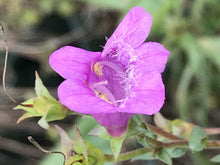 Load image into Gallery viewer, Penstemon 'Catherine de la Mar' (1 qt) | Catherine de la Mar Penstemon (1 qt)