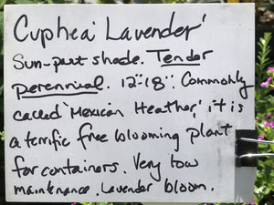 Cuphea hyssopifolia 'Lavender Lace' | Mexican Heather