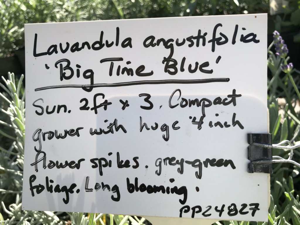 big time blue lavender plants Lavandula angustifolia 'Big Time Blue' (4
