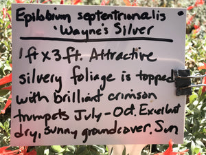 Epilobium septentrionale 'Wayne's Silver' (1 qt) | Wayne's Silver California Fuchsia (1 qt)