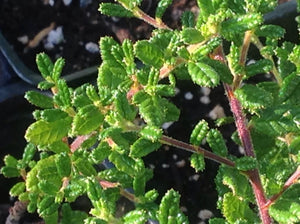 Ceanothus 'Julia Phelps' (1 qt) | Small Leaf Mountain Lilac (1 qt)
