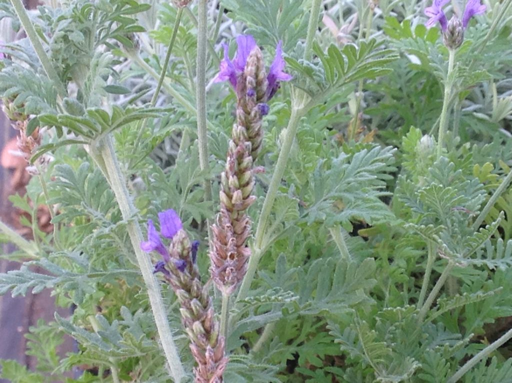 lavender plant in spanish Lavandula multifida 'Spanish Eyes' (4")