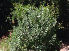 Load image into Gallery viewer, Feijoa sellowiana (1 qt) | Pineapple Guava (1 qt)