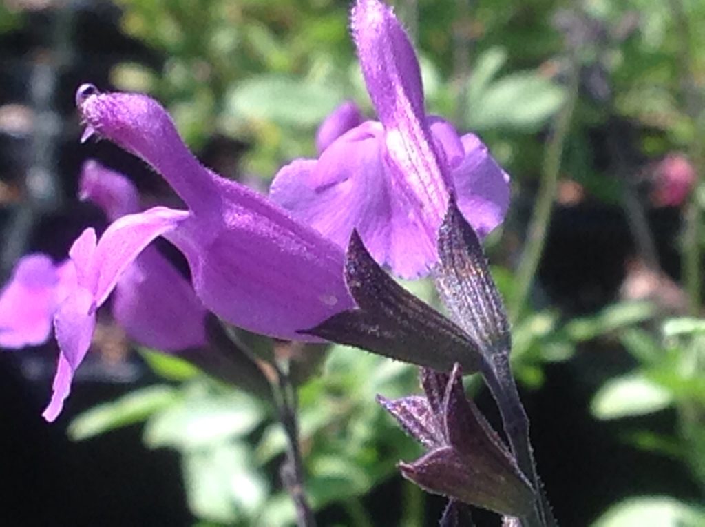 Salvia x microphylla 'Mesa Azure' (1 qt) Azure Hybrid Sage (1 qt