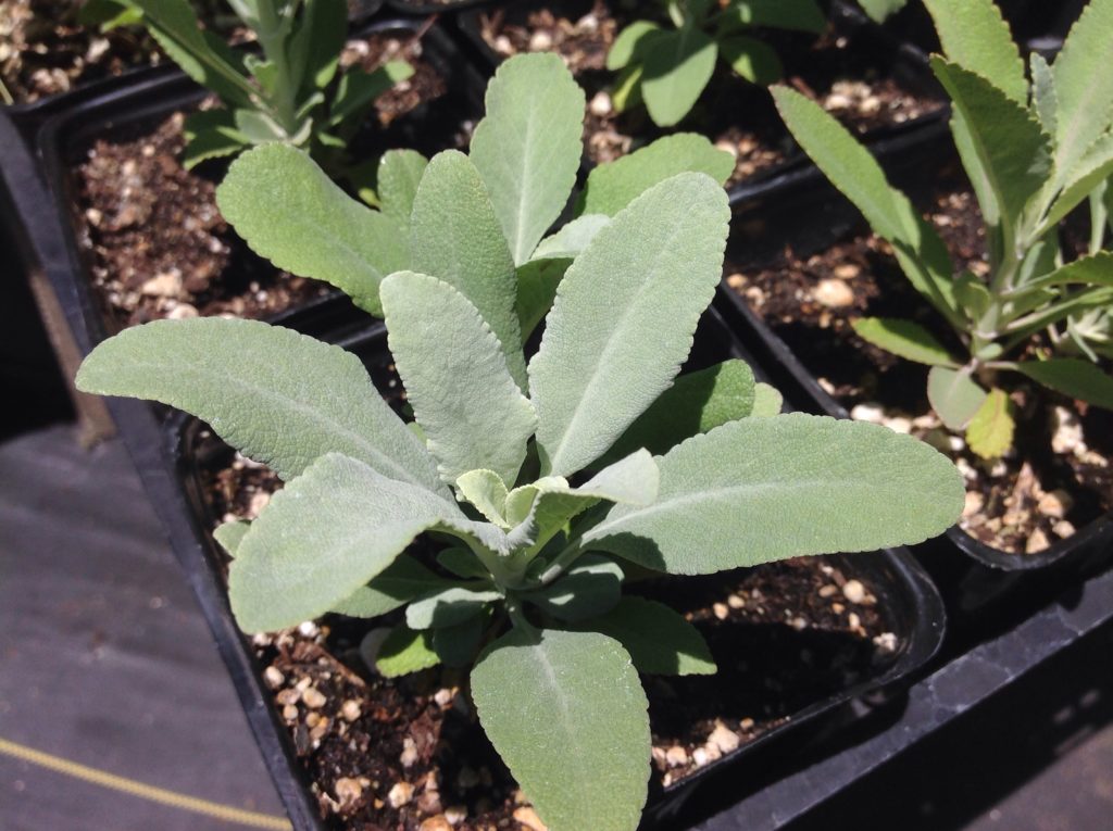 Salvia apiana (1 qt) | White Sage (1 qt)